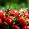 Jordbruksteknik för att plantera jordgubbar i höga bäddar enligt finsk odlingsteknik