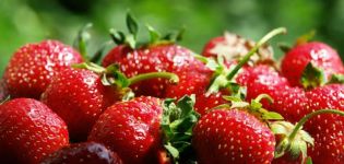Agrotechnik des Pflanzens von Erdbeeren in Hochbeeten nach finnischer Anbautechnologie