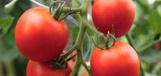 Beskrivning av tomatsorten Tornado, dess egenskaper och utbyte