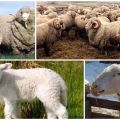 Askanų veislės avių aprašymas ir savybės, jų priežiūros taisyklės
