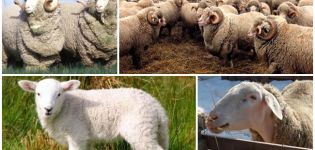 Askanų veislės avių aprašymas ir savybės, jų priežiūros taisyklės