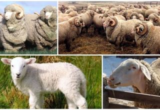 Opis a charakteristika oviec plemena Askanian, pravidlá ich udržiavania