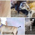 Ožkų plaukų slinkimo priežastys ir gydymo metodai, prevencijos metodai
