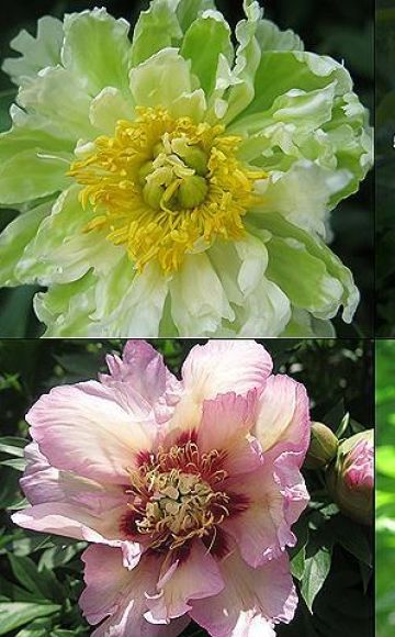 Description of TOP 50 best and new varieties of peonies with characteristics