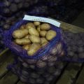 Descrizione della varietà di patate Aurora, caratteristiche di coltivazione e cura