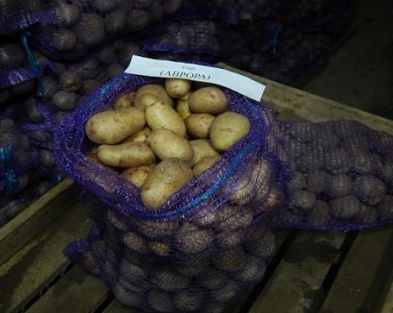 Descrierea soiului de cartofi Aurora, caracteristici de cultivare și îngrijire