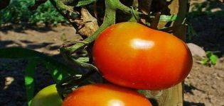 Beschrijving van het tomatenras Dann, zijn kenmerken en teelt