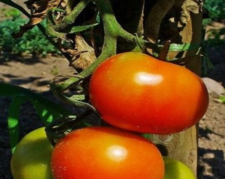 Opis odrody paradajok Dann, jej vlastnosti a pestovanie