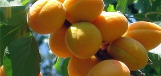 Description of the variety of apricots Kievskiy Early, characteristics of frost resistance and yield