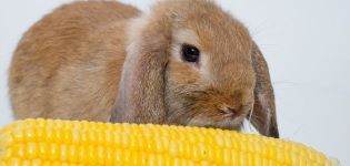 Fördelarna och skadorna av majs för kaniner, hur man matar det korrekt och i vilken form