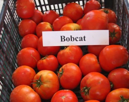 Egenskaper och beskrivning av Bobkat-tomatsorten, dess utbyte