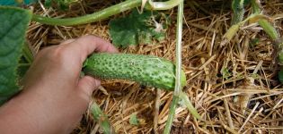 Beschrijving van de beste variëteiten komkommer die bestand is tegen echte meeldauw