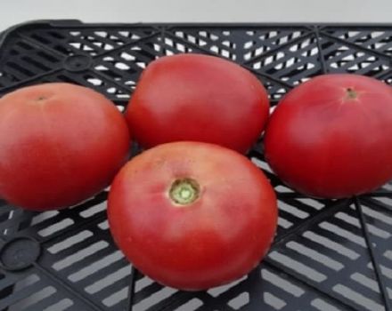 Beskrivning av Alesi-tomatsorten och dess egenskaper
