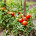 Istruzioni per l'uso di fungicidi per pomodori e criteri di selezione