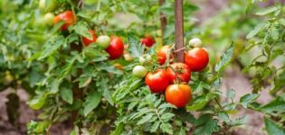 Instruktioner för användning av svampmedel för tomater och urvalskriterier