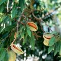 Popis odrůd tří mandlových mandlí, technologie výsadby a péče