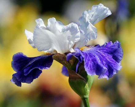 Hur man sprider iris med frön och växer hemma