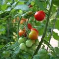Pomidorų veislės „Sweet girl“ charakteristikos ir aprašymas, derlius