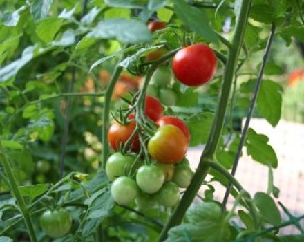 Tatlı kız domates çeşidinin özellikleri ve tanımı, verimi