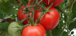 Kupets-tomaattilajikkeen kuvaus, sen ominaisuudet ja sato
