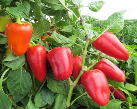 Opis odrody papriky Atlant, jej vlastnosti a pestovanie