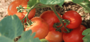 Description of the tomato variety Important person and its characteristics