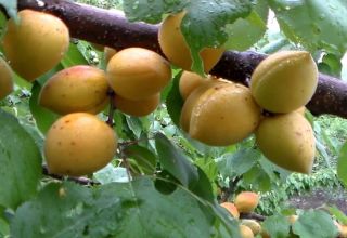 Penerangan mengenai varieti, hasil, penanaman dan penjagaan aprikot Manitoba