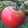 Beschreibung der Tomatensorte Pink King und ihrer Eigenschaften