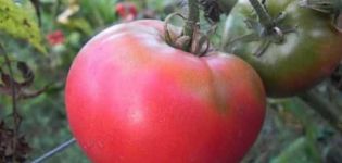 Beschrijving van de tomatensoort Pink King en zijn kenmerken
