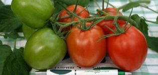 Egenskaper och beskrivning av tomatsorten T 34, dess odling