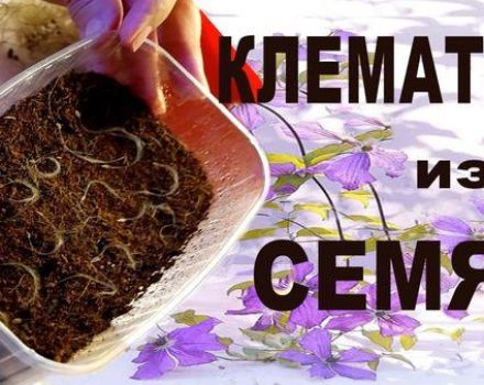 Breeding methods for clematis by seeds, planting and growing at home