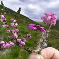 Medicinal properties and contraindications for the use of heather herb, composition