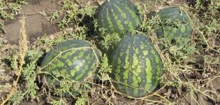 Опис сорте лубенице Кхолодок и карактеристике њеног узгоја, сакупљања и складиштења усева