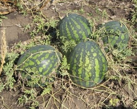 Opis odrody melónu Kholodok a vlastnosti jeho pestovania, zberu a skladovania plodiny