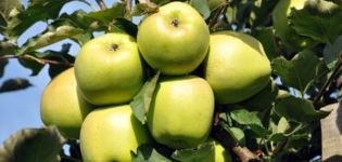 Карактеристике и опис сорте јабуке Аинур, процена укуса и отпорност на болести