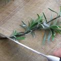 Hur man sprider lavendel genom frön och delar busken, lager och sticklingar