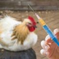 Liste over de 16 bedste antibiotika mod kyllinger, hvordan man kan give medicin korrekt