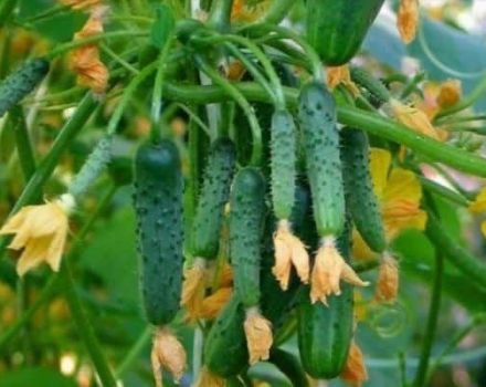 Description of Patti cucumbers, their characteristics and cultivation