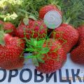 Borovitskaya braškių aprašymas ir savybės, auginimas ir dauginimas