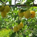Descrizione delle migliori varietà di prugna ciliegia per la regione di Mosca, semina, crescita e cura