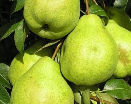 Description and characteristics of the August dew pear variety, ripening time, planting and care