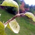 Vilka kemiska och folkliga åtgärder för att spruta ett äppelträd för att bli av med myror