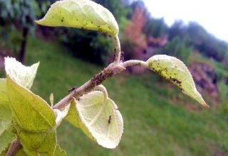 What chemical and folk remedies to spray an apple tree to get rid of ants