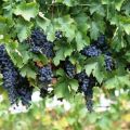 Vynuogių sodinimas ir priežiūra Sibire, veislės pasirinkimas ir auginimo schema pradedantiesiems