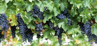 Vynuogių sodinimas ir priežiūra Sibire, veislės pasirinkimas ir auginimo schema pradedantiesiems