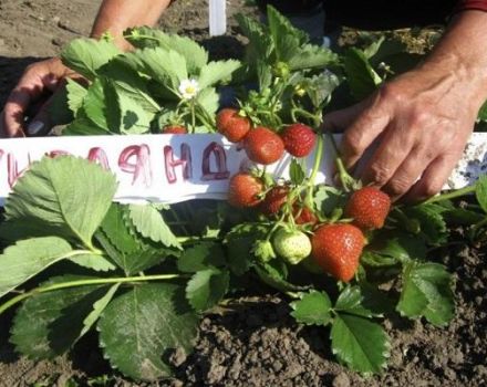 Description and characteristics of strawberry varieties Garland, planting and care