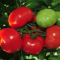 Prehľad najlepších odrôd paradajky, ako a kedy sa pestujú