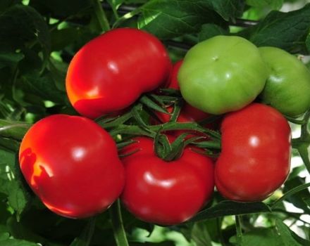 Geriausių ankstyvųjų pomidorų veislių apžvalga, kaip ir kada juos sodinti