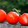 Beskrivning av tomatsorten Heart Kiss, odlingsegenskaper och avkastning