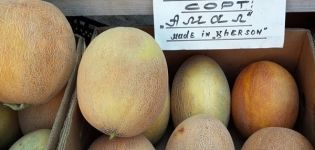 Beskrivning av melonsorten Amal, plantering och odling